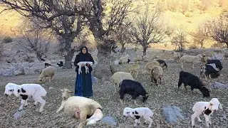 Miraculous birth of a lamb in the cold winter | Help from a nomadic family in the mountains of Iran