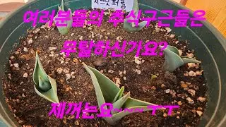 튤립.수선화.히아신스.구근아이리스 상태