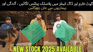 Plastic Slatted Floor For Goats |Plastic Pallets For Dog Kennel |Modern Goat Farming |2025 New Stock