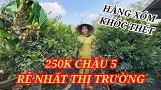 📞 THÙY 0775879766 MAI TÀNG CHƠI TẾT RẺ NHẤT THỊ TRƯỜNG 250K CHẬU 5 GOM LẸ 17/01/2026 | Bến Tre Ơi