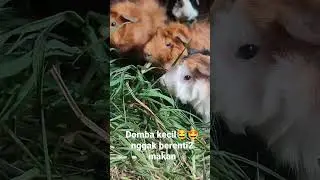 MARMUT LUCU#marmut #marmutlucu #guineapig #peliharaan #vlogamatir