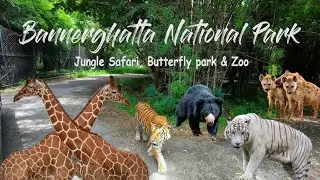 Trip to Bannerghatta National Park, Bengaluru #nationalpark #bengaluru #animals #wildlife 
