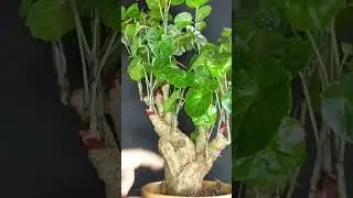 Bonsai material polyscias #bonsai #bonsaimaterial #bonsaitree #shorts