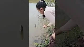 Lao girl catches snakehead fish. #dreamnature #nature #fish #fishing #laos #thailand #villagelife