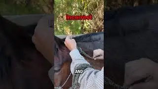 How not to tie a halter knot