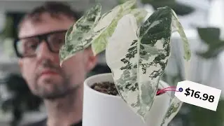 Variegated Alocasia Frydek for $16.98! i'm dead.💀