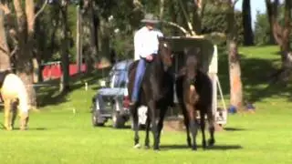 Bareback & Bridle-less Demo