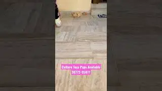 Culture Toy Pups Avaliable 98772-95077