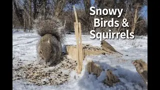 1 Hour Backyard Birds & Squirrels Eating Seeds in the Snow | Relaxing Nature Video for Cats & Humans