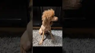 Reba after her bath and groom last night.She is the Momma to our One Tree Hill Red Miniature Poodles