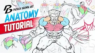Anatomy Tutorial - Chest and Back - Drawing Muscles and Superhero Proportions