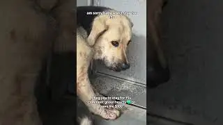 #USA #America #UnitedStates #American #US#foryou #viral #reels #germany #london #dog #sad #rescue