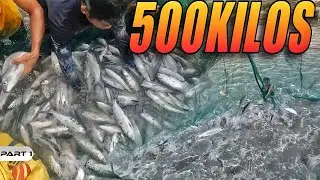 P1 - Limandaang Kilong Bangus