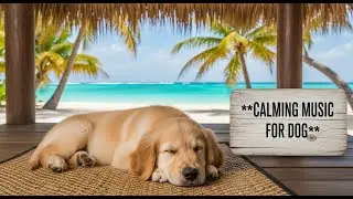Is Your Dog Anxious? 12 HOURS of Calming Music for Separation Anxiety Relief and Peaceful Sleep 🐾