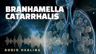 Branhamella Catarrhalis 🧬 Bioresonance Protocol | Targeted Frequency Biofield Support (BRT)
