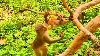 Joyful Baby Monkey Plays Nearby While Learning and Exploring 🐒💛