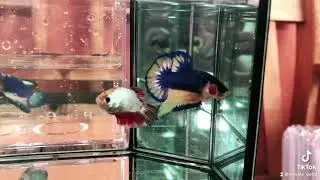 Betta.