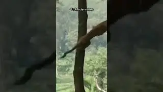 Leopard Tree Climbing Skills #wildlife #animals #science #leopard