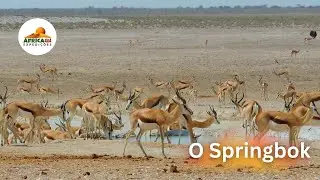 O SPRINGBOK - &Aacute;FRICA 4X4 EXPEDI&Ccedil;&Otilde;ES