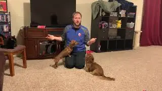 Tips to Stop Copper From Excited and Submissive Urinating