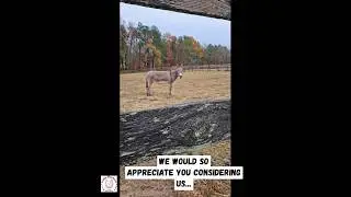 Our Rescue Donkey belts out her morning bray❤️🫏 #donkeys #bray