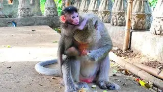 Oh God..! Baby Monkey Mira Wanna Mother To Give Her A Ride