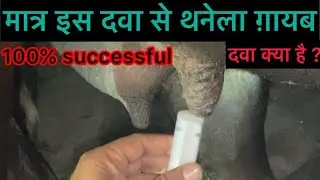Mastitis l pus in Teat l dr Umar Khan