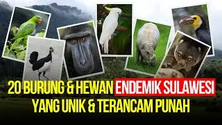 Apa Saja Hewan Endemik Sulawesi? 20 Burung dan Hewan Khas Sulawesi yang Unik dan Langka