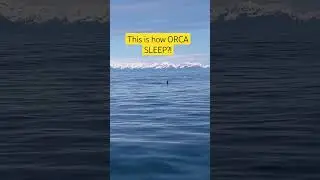 This is how ORCA SLEEP?! #orca