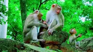 monkey funny video, bibi is very hospitable, cute baby monkey, monkey funny video