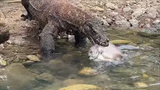 Komodo dragon swallows live fish in puddles