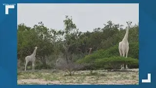 Rare white giraffes killed by poachers in Kenya