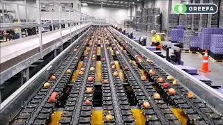 Apple sorting machine @ Golden Bay Fruit NZ