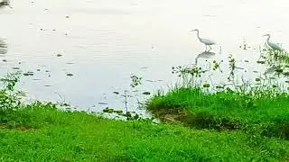 Your comment | Sri Lanka natural morning view video #naturelovers #naturalvideo இலங்கை இயற்கை அழகு