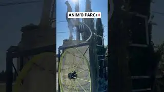 Animal 🦒 park #france  #imigrants #news #france #duo #fypシ #shorts