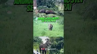 What are some animals in Valparai? Animals You&rsquo;ll Mostly See in Valparai 🐘 #valparai