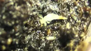 Nacimiento de un grillos. Acheta domesticus.