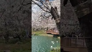 Seokchon Lake,Seoul South Korea Spring #cherryblossoms
