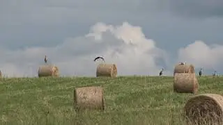 Latvijas ainavas , maijs, jūnijs  Liepkalnē , Ērgļi