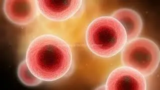 Interesting and fascinating facts about T-cells and B-cells |  Fight against viruses and bacteria