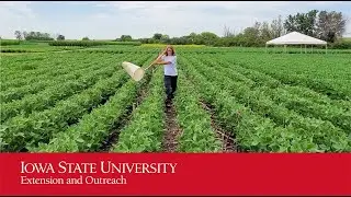 Using a sweep net in field crops