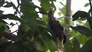Rehabilitasi Kawasan Hutan Dengan Tujuan Khusus (KHDTK)