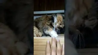 Handsies