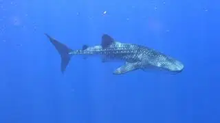 Whale Shark Encounter - Backside Lana'i around Shark Fin Rock - Sep 1st 2019