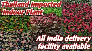 #Thailand Imported Indoor Plant#All Indian Delivery Facility Available#@😱😱😱
