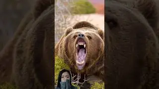 Grizzly Bear Sound  #shorts #wildlife #animalsounds #bears