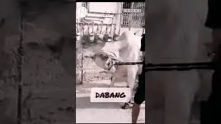 Dangerous cow unloading| Nacha k rakh dia #cow2023