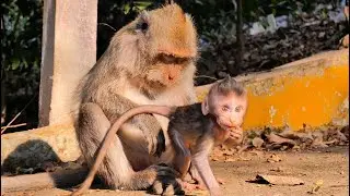 Wow baby monkey just was a born But he can walk 