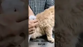 ticks and flea spray for cats 2 | vet Furqan| #animaliadotpk | full video link in description|
