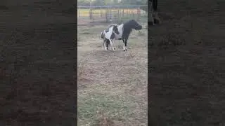 Dance #7sranch #horse #minihorse #pony #minihorsefoal #leeannwomac #dance #momsanddaughter